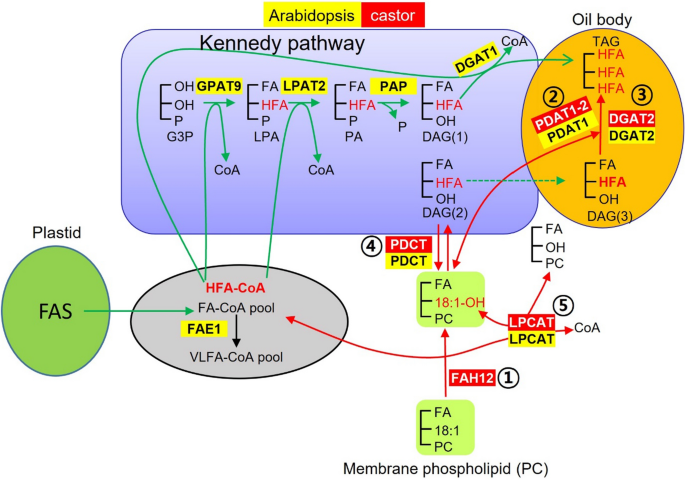 Enhanced production of hydroxy fatty acids in Arabidopsis seed through  modification of multiple gene expression | Biotechnology for Biofuels and  Bioproducts | Springer Nature Link
