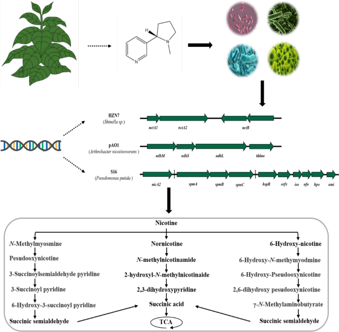 Reduction of nicotine content in tobacco through microbial degradation:  research progress and potential applications | Biotechnology for Biofuels  and Bioproducts