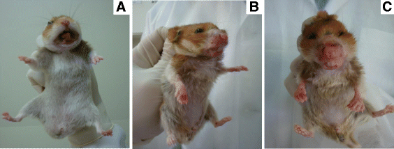 Hamsters in medical research