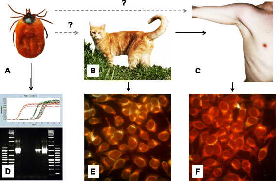 Natural History of Bartonella Infections (an Exception to Koch's