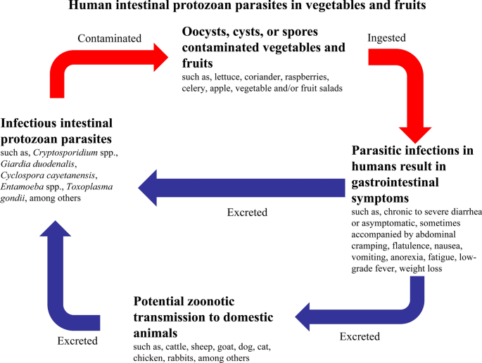 Protozoa Diversity Image, Image License