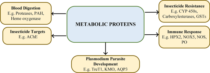 PDF) A genomic amplification affecting a carboxylesterase gene cluster  confers organophosphate resistance in the mosquito Aedes aegypti : From  genomic characterization to high‐throughput field detection