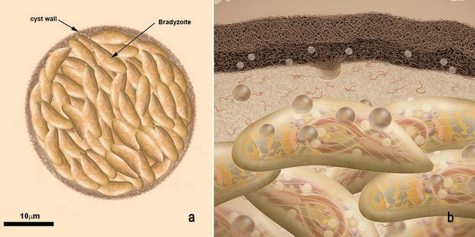 The life-cycle of Toxoplasma gondii reviewed using animations | Parasites &  Vectors | Full Text