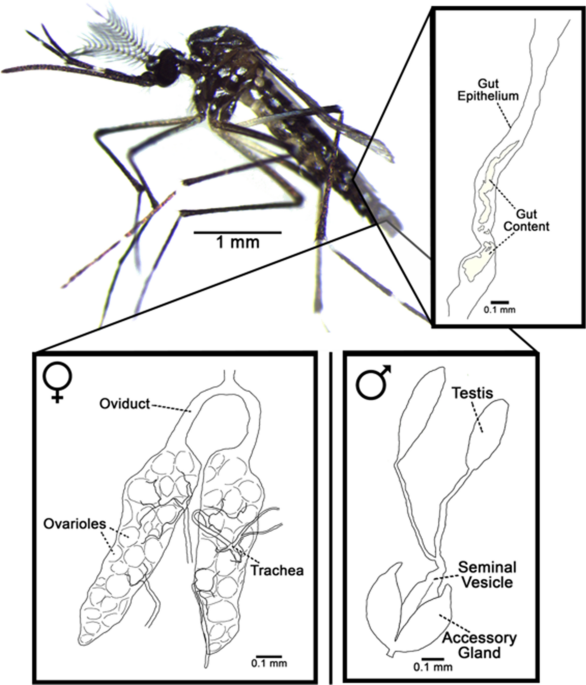 Methods for the Extraction of Endosymbionts from the Whitefly