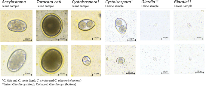 Further evaluation and validation of the VETSCAN IMAGYST: in-clinic feline  and canine fecal parasite detection system integrated with a deep learning  algorithm | Parasites & Vectors | Full Text