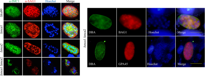 The G2 phase controls binary division of Toxoplasma gondii