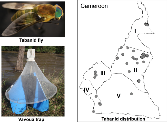 A nationwide survey of the tabanid fauna of Cameroon | Parasites & Vectors  | Full Text