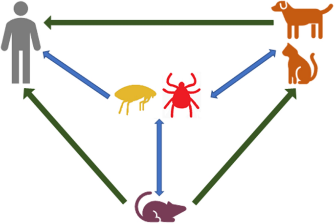 Natural History of Bartonella Infections (an Exception to Koch's