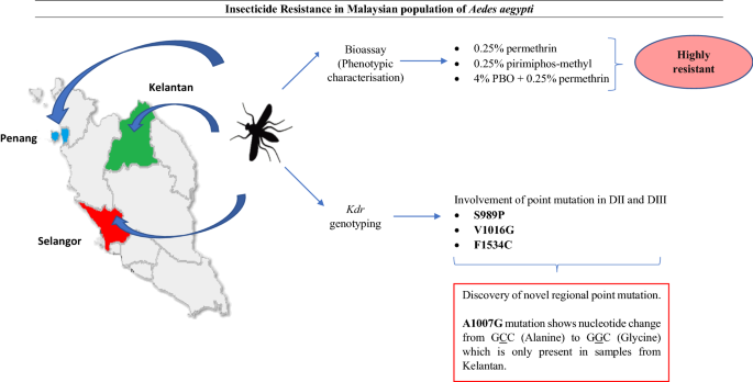 PDF) A genomic amplification affecting a carboxylesterase gene cluster  confers organophosphate resistance in the mosquito Aedes aegypti : From  genomic characterization to high‐throughput field detection