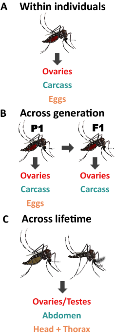 Cross-tissue and generation predictability of relative Wolbachia densities  in the mosquito Aedes aegypti | Parasites & Vectors | Full Text