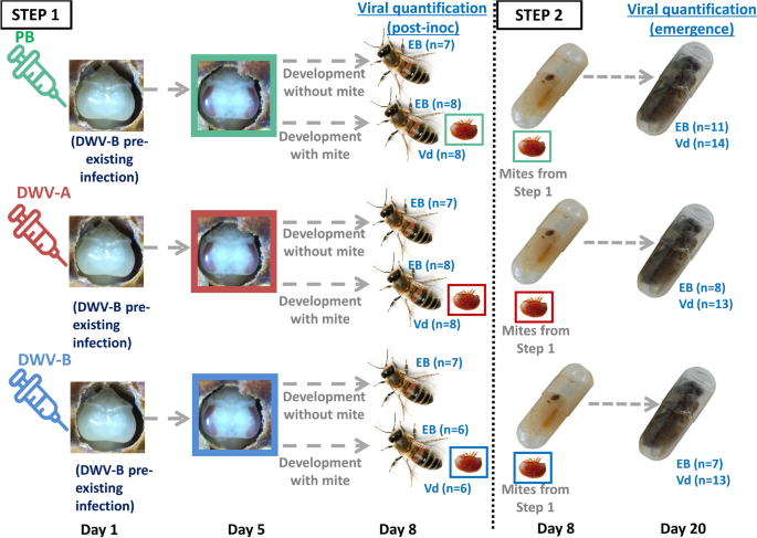 How to start beekeeping. Understanding bees, wasps - UCHealth Today