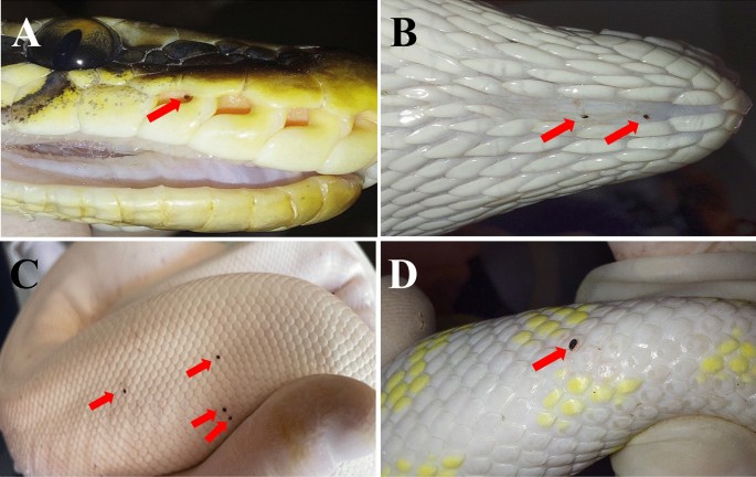 Treatment for Scale Rot on Reptiles