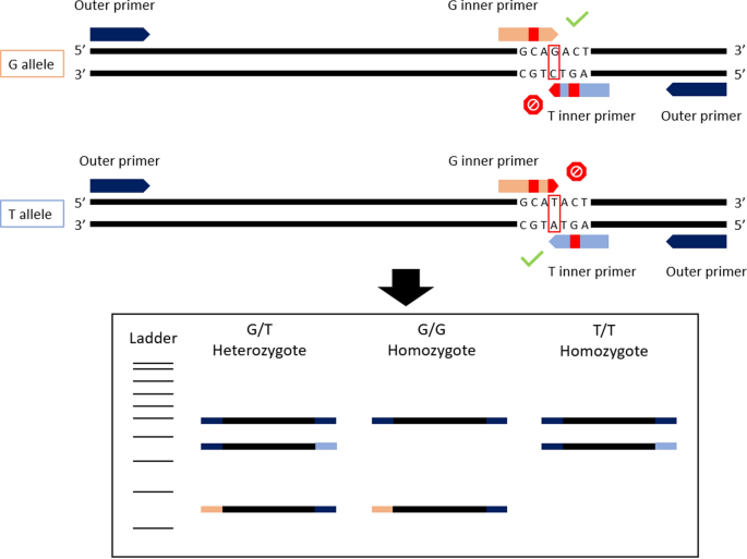 A duplex tetra-primer ARMS-PCR assay to discriminate three species of the  Schistosoma haematobium group: Schistosoma curassoni, S. bovis, S.  haematobium and their hybrids | Parasites & Vectors | Full Text
