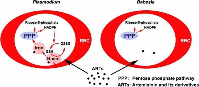 does glutathione kill parasites Why is Babesia not killed by artemisinin like Plasmodium? | Parasites &  Vectors
