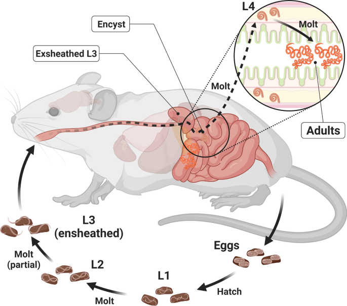 Transcriptional patterns of sexual dimorphism and in host developmental  programs in the model parasitic nematode Heligmosomoides bakeri, Parasites  & Vectors