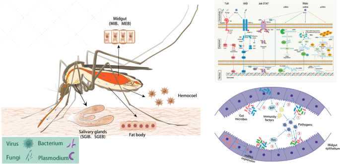 Response of the mosquito immune system and symbiotic bacteria to pathogen infection | Parasites & Vectors