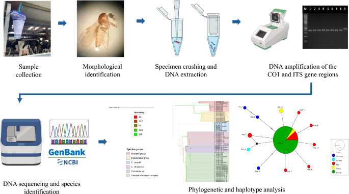 Molecular characterisation of common Culicoides biting midges (Diptera: Ceratopogonidae) in Ireland - Parasites & Vectors