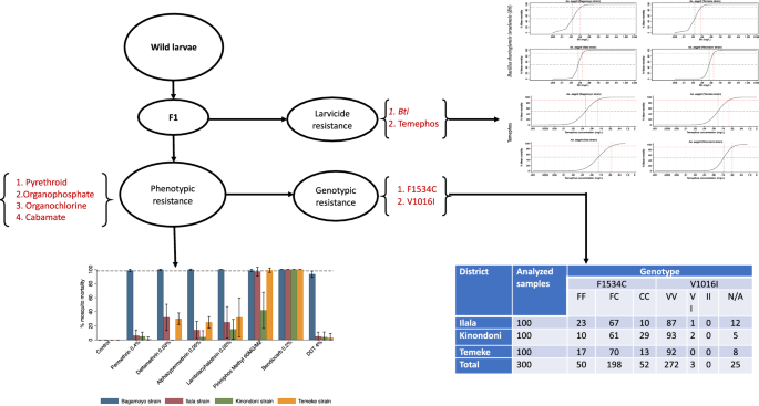 Insecticide susceptibility and knockdown resistance ( Kdr ) mutations (F1534C and V1016I) in Aedes aegypti populations from Dar es Salaam, Tanzania