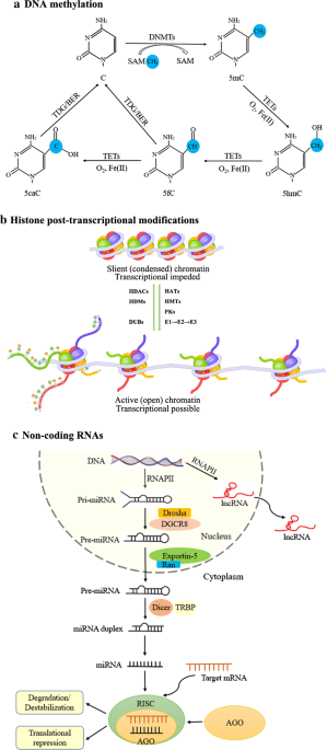 The role of cigarette smoke-induced epigenetic alterations in inflammation  | Epigenetics & Chromatin