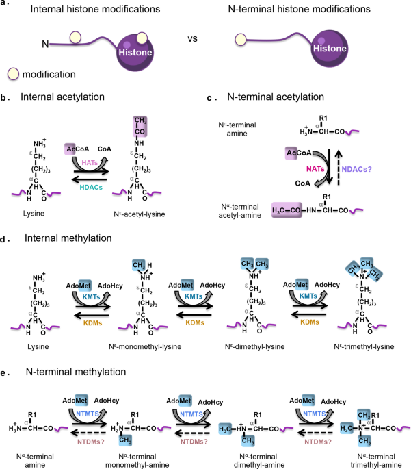 PDF) N-terminal acetylation shields proteins from degradation and promotes  age-dependent motility and longevity