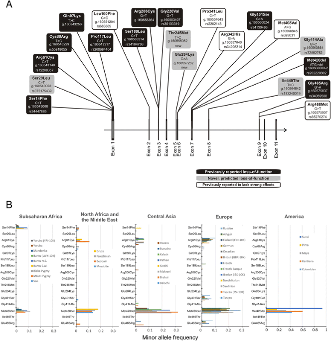 Analysis of evolutionary conserved amino acid residues of hOCT1 by