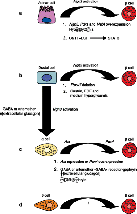 Pancreatic β-cell regeneration: advances in understanding the genes and  signaling pathways involved, Genome Medicine