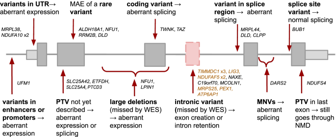 Transcriptomic signatures across human tissues identify functional rare  genetic variation