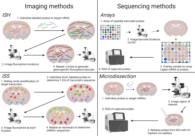 Spatially resolved transcriptomics: advances and applications