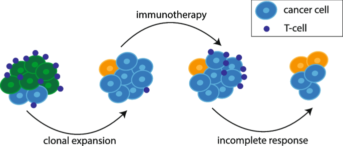 How melanoma evades the immune system