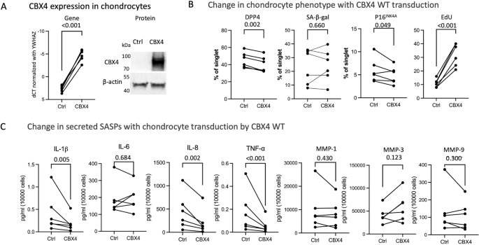 Synergistic roles of CBX4 chromo and SIM domains in regulating senescence of primary human osteoarthritic chondrocytes