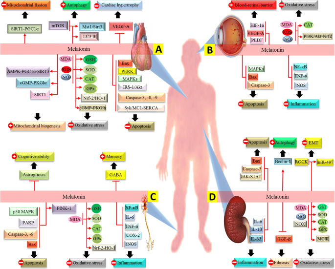 melanotan 2 dosage for increased insulin sensitivity Melatonin: new insights on its therapeutic properties in diabetic  complications | Diabetology & Metabolic Syndrome