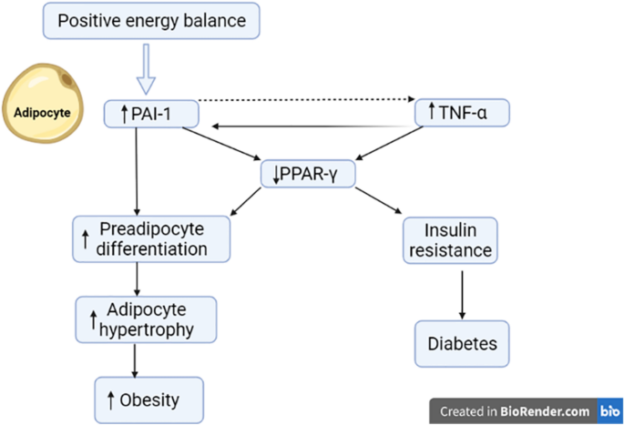 Plasminogen activator inhibitor-1 production is pathogenetic in