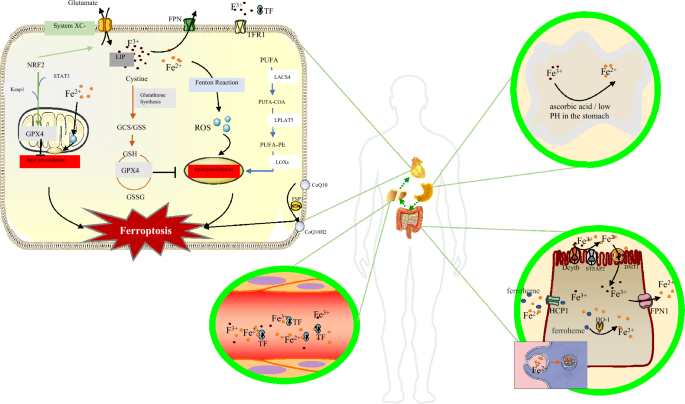glutathione peroxidase iron deficiency accumulation and lipid peroxidation: implication of ferroptosis in diabetic cardiomyopathy | Diabetology & Metabolic Syndrome Women with endometriosis improved Type:Clear (50/cs) Digestive