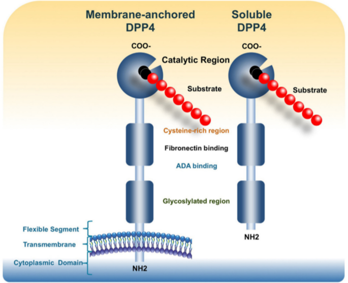 glp 1 vs semaglutide vs tirzepatide File:Tirzepatide+Semaglutide vs. GLP-1 GIP.svg