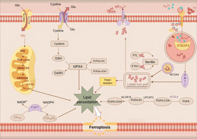 Antioxidant proteins can be potential targets in ameliorating ferroptosis  in diabetic cardiomyopathy: a literature review | Diabetology & Metabolic  Syndrome | Springer Nature Link