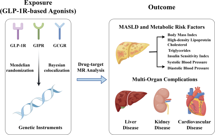 Systemic evaluation of the effects of monomeric GLP-1R-based agonists on  MASLD and its complications | Diabetology & Metabolic Syndrome