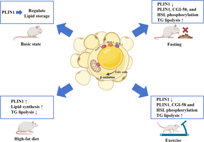 ipamorelin lipolysis Perilipins: key targets for regulating lipid metabolism and alleviating  abnormal lipid metabolism through exercise | Diabetology & Metabolic  Syndrome