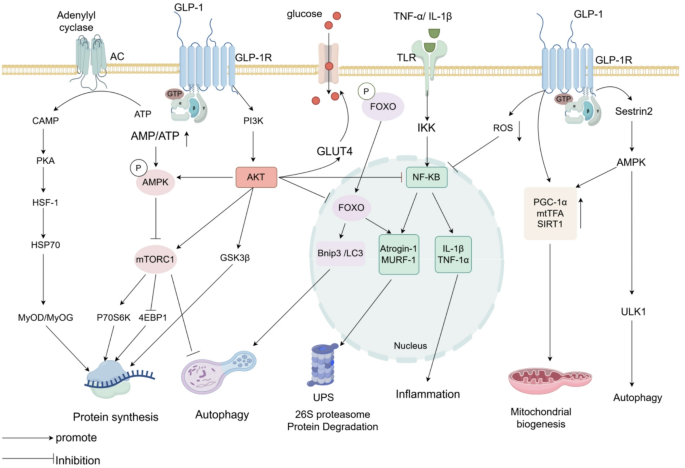 Research progress on the molecular mechanism and clinical evidence of glucagon-like peptide-1 receptor agonists in improving sarcopenia | Diabetology & Metabolic Syndrome | Springer Nature Link Research progress on the molecular mechanism and clinical evidence of glucagon-like peptide-1 receptor agonists in improving sarcopenia | Diabetology & Metabolic Syndrome | Springer Nature Link