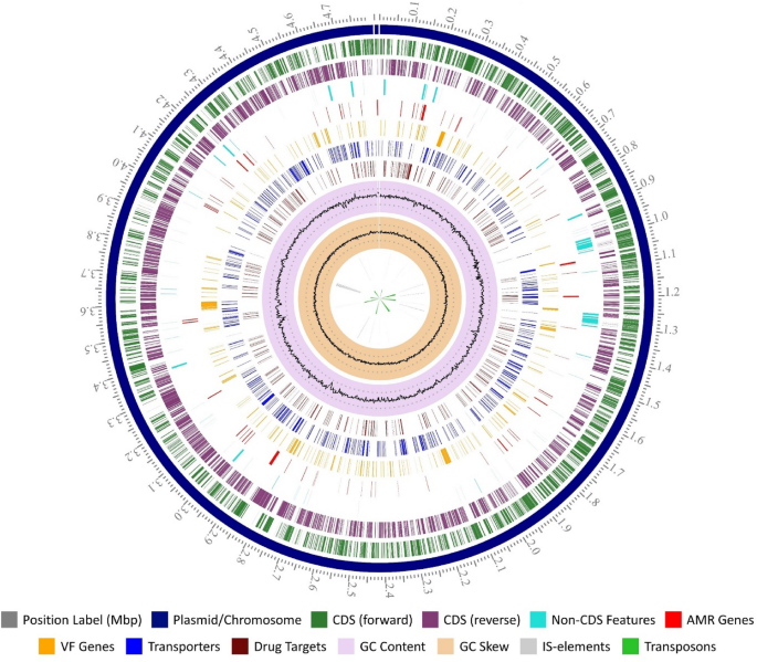 Genomic characteristics and comparative genomics of Salmonella enterica subsp. enterica serovar Schwarzengrund strain S16 isolated from chicken feces