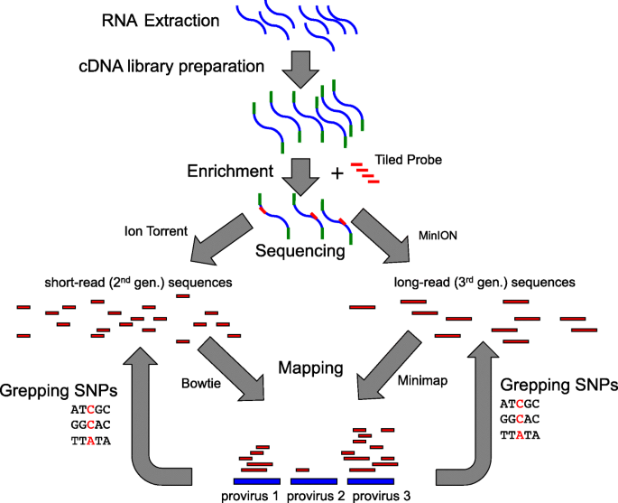 Characterising A Human Endogenous Retrovirus(HERV)-Derived Tumour.