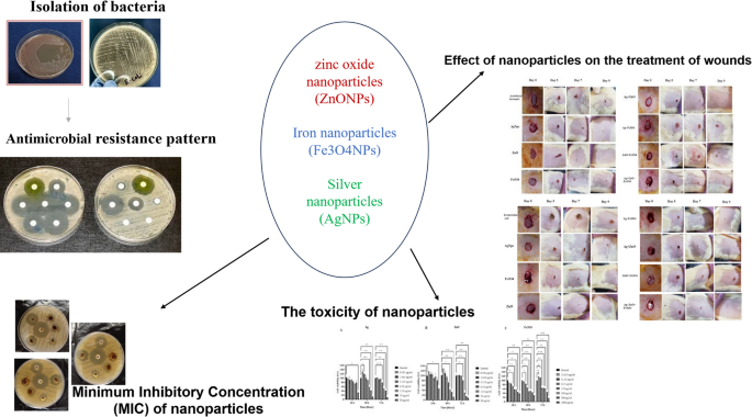 Antibacterial and wound healing activities of AgNPs, ZnONPs, and Fe 3 O 4 NPs against Acinetobacter baumannii and Escherichia coli
