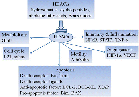 Genes involved in histone acetylation known to cause rare diseases