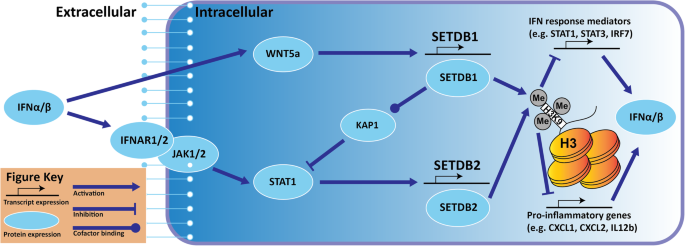 Histone methyltransferases Setd1b increases H3K4me3 level to