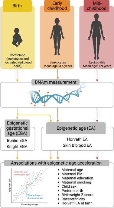 The Power and Potential of Epigenetic Aging Clocks