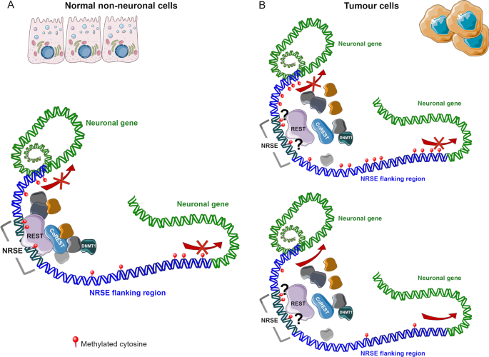 DNA Flanking Region - an overview