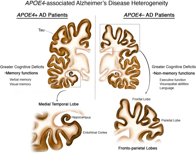 glutathione polmorphism and apoe e4 APOE4 is associated with cognitive and pathological heterogeneity in  patients with Alzheimer's disease: a systematic review | Alzheimer's  Research & Therapy