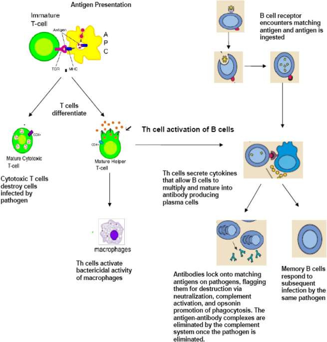 B Cells vs T Cells- Definition and 17 Key Differences
