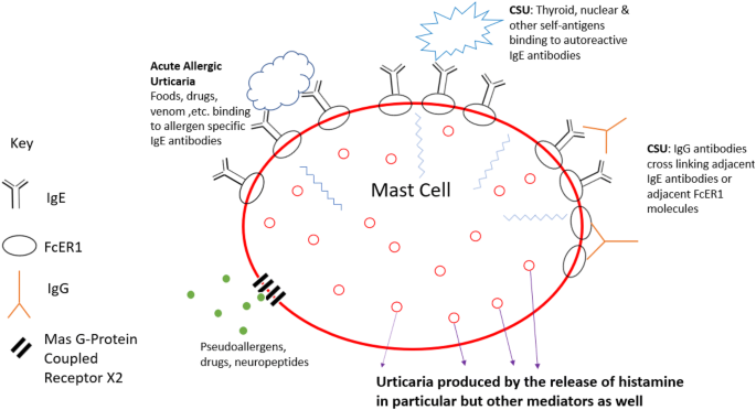 can glutathione cause hives Stop the Scratching: Solutions to Manage Drug Allergy Rash main image 0