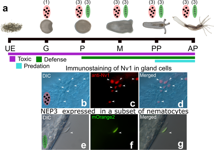 Comparative analysis of intestinal bacteria among venom secretion and  non-secrection snakes