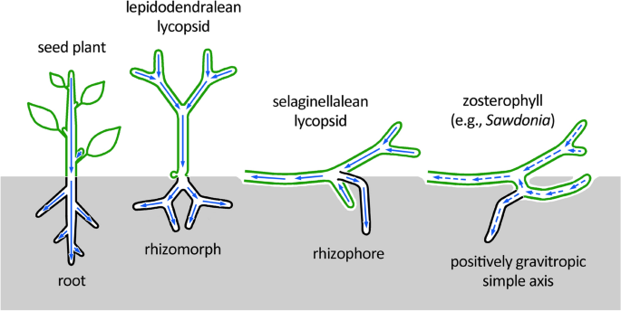 Fossils and plant evolution: structural fingerprints and modularity in the  evo-devo paradigm | EvoDevo | Full Text